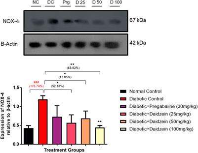 Daidzein ameliorates peripheral neuropathy in Sprague Dawley rats